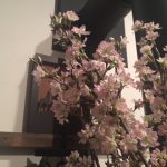 啓翁桜
