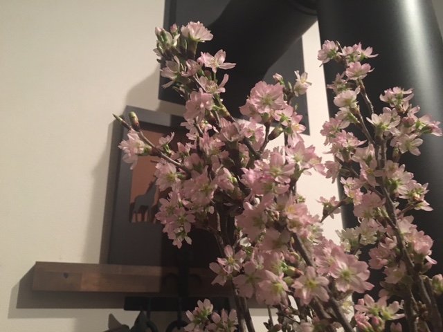 啓翁桜